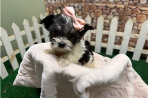 Jillian - Morkie / Yorktese for sale