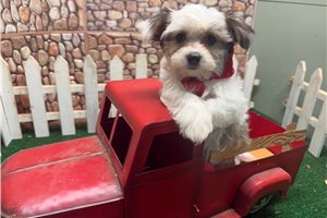 Gino - Morkie / Yorktese for sale