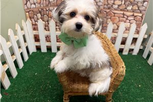 Gino - Morkie / Yorktese for sale