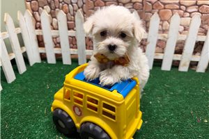 Jock - Morkie / Yorktese for sale