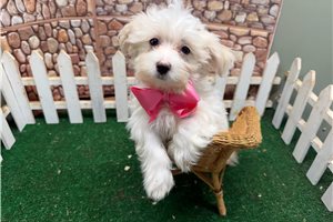 Gabriel - Morkie / Yorktese for sale