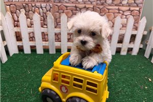 Jock - Morkie / Yorktese for sale