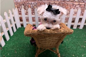 Jocelyn - Morkie / Yorktese for sale