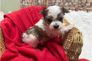 Gyro - Morkie / Yorktese for sale