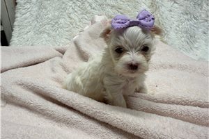 Grace - Morkie / Yorktese for sale