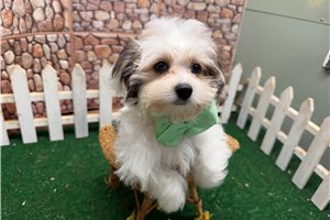 Gino - Morkie / Yorktese for sale