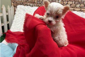 Glen - Morkie / Yorktese for sale