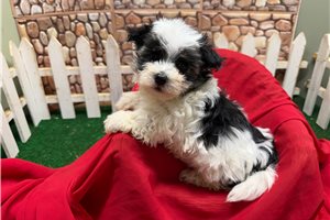 Jenson - Morkie / Yorktese for sale