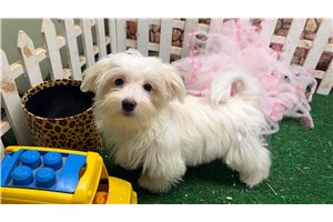 Jocelyn - Morkie / Yorktese for sale