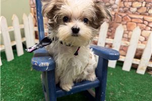 Gyro - Morkie / Yorktese for sale