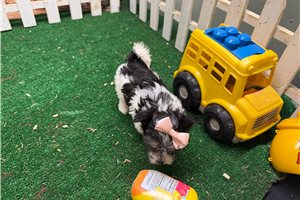 Jillian - Morkie / Yorktese for sale