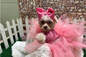 Grace - Morkie / Yorktese for sale