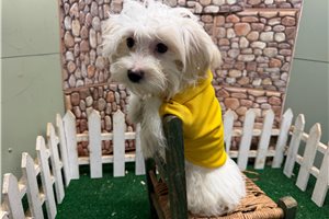 Gabriel - Morkie / Yorktese for sale