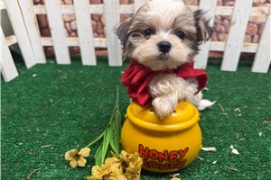 Gyro - Morkie / Yorktese for sale
