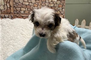 Gino - Morkie / Yorktese for sale