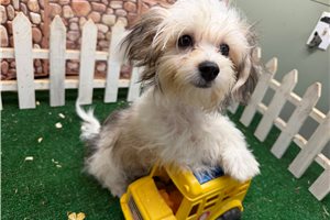 Gino - Morkie / Yorktese for sale