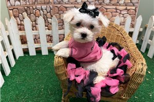 Jocelyn - Morkie / Yorktese for sale