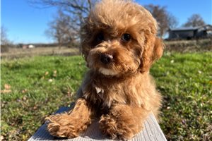 Isaac - Poodle, Toy for sale
