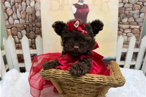 Hillary - Poodle, Toy for sale