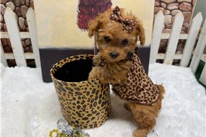 Harriet - Toy Poodle for sale