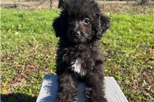 Ian - Poodle, Toy for sale