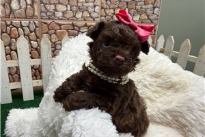 Hillary - puppy for sale