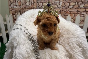 Harriet - Poodle, Toy for sale