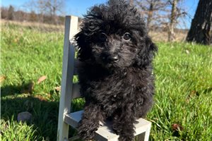 Isaiah - Poodle, Toy for sale