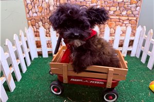 Ethan - Yorkiepoo - Yorkie Poo for sale