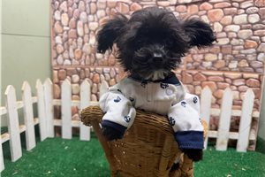 Ethan - Yorkiepoo - Yorkie Poo for sale