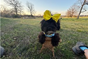 Erin - Yorkiepoo - Yorkie Poo for sale