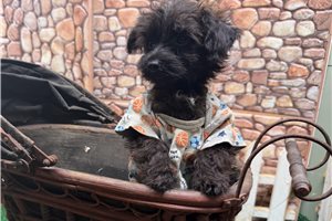 Ervin - Yorkiepoo - Yorkie Poo for sale