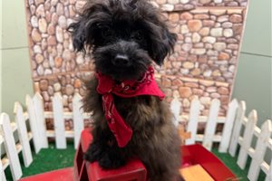 Ervin - Yorkiepoo - Yorkie Poo for sale