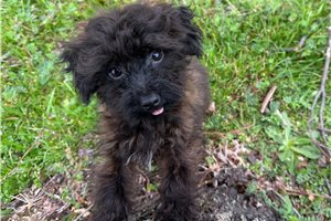 Ervin - Yorkiepoo - Yorkie Poo for sale