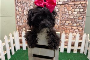 Erin - Yorkiepoo - Yorkie Poo for sale