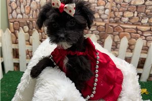 Erin - Yorkiepoo - Yorkie Poo for sale