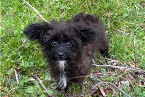 Ethan - Yorkiepoo - Yorkie Poo for sale