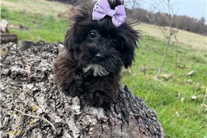 Erin - Yorkiepoo - Yorkie Poo for sale