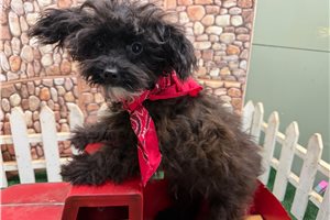 Ethan - Yorkiepoo - Yorkie Poo for sale