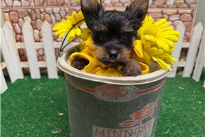 Irving - Yorkshire Terrier - Yorkie for sale