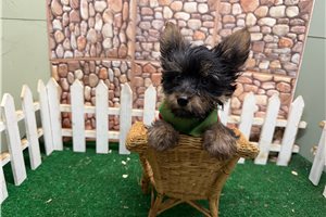 Irving - Yorkie for sale