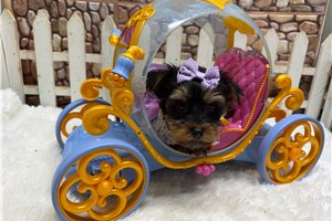 Ingrid - Yorkshire Terrier - Yorkie for sale