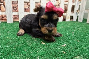 Ingrid - Yorkshire Terrier - Yorkie for sale