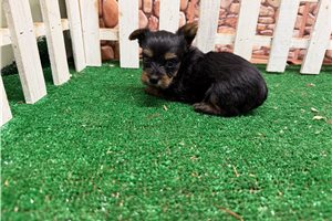 Irving - puppy for sale