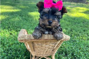 Anna - Yorkshire Terrier - Yorkie for sale