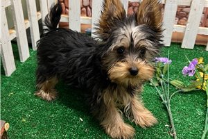 Patrick - Yorkshire Terrier - Yorkie for sale