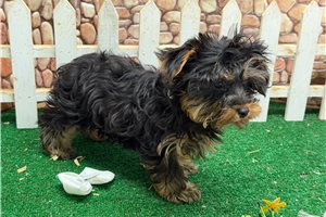 Ingrid - Yorkie for sale