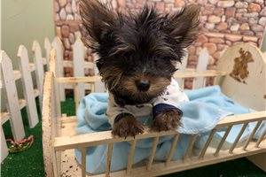 Irving - Yorkie for sale