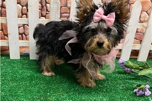 Penelope - Yorkshire Terrier - Yorkie for sale