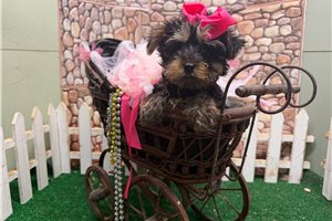 Ingrid - puppy for sale